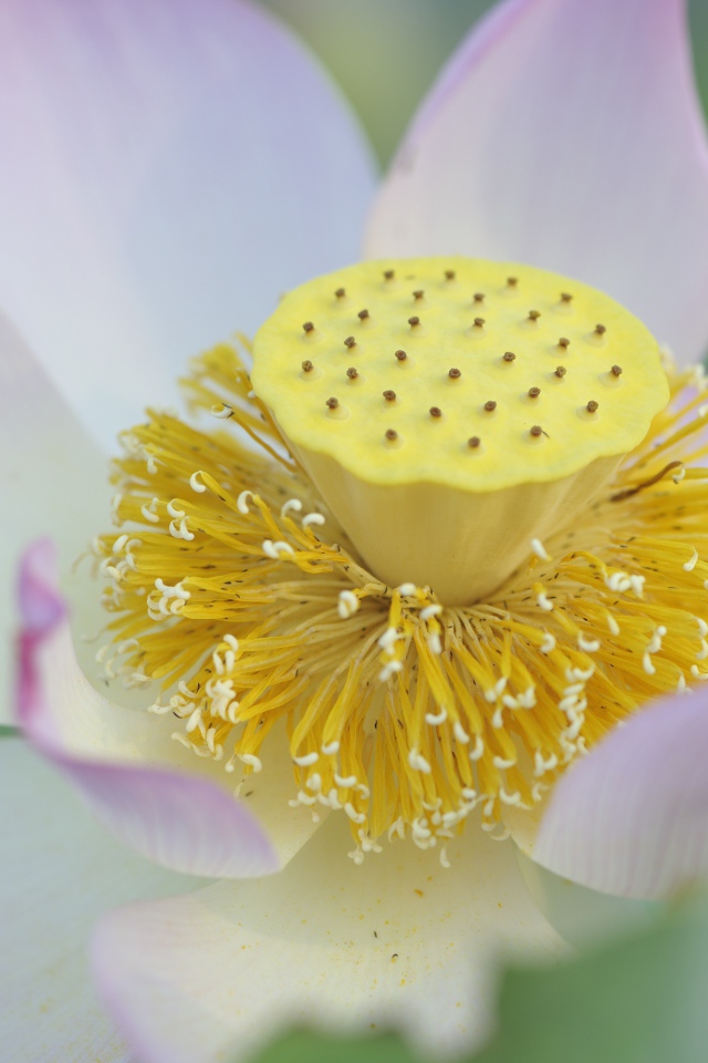 Серединка розового цветка лотоса 