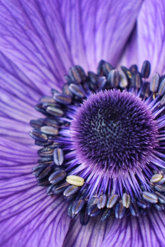 Серединка фиолетового цветка анемоны крупным планом