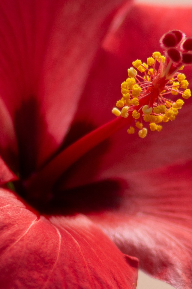 Серединка красного цветка гибискуса крупным планом