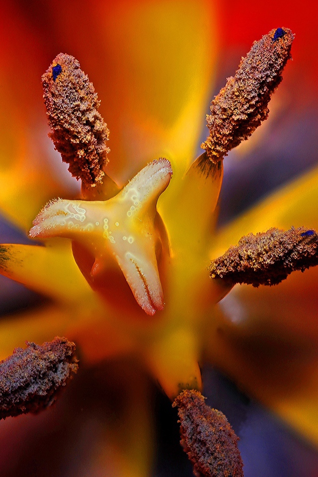 Серединка красного тюльпана 