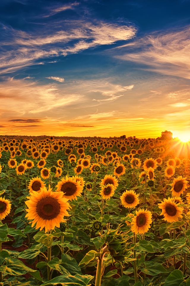 Больше поле с цветущими подсолнухами на закате солнца