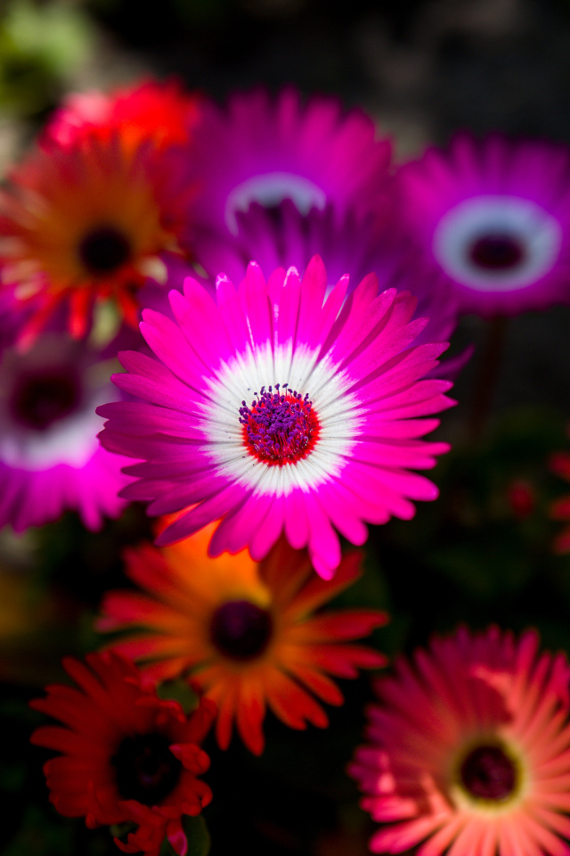 Разноцветные яркие цветы летом 