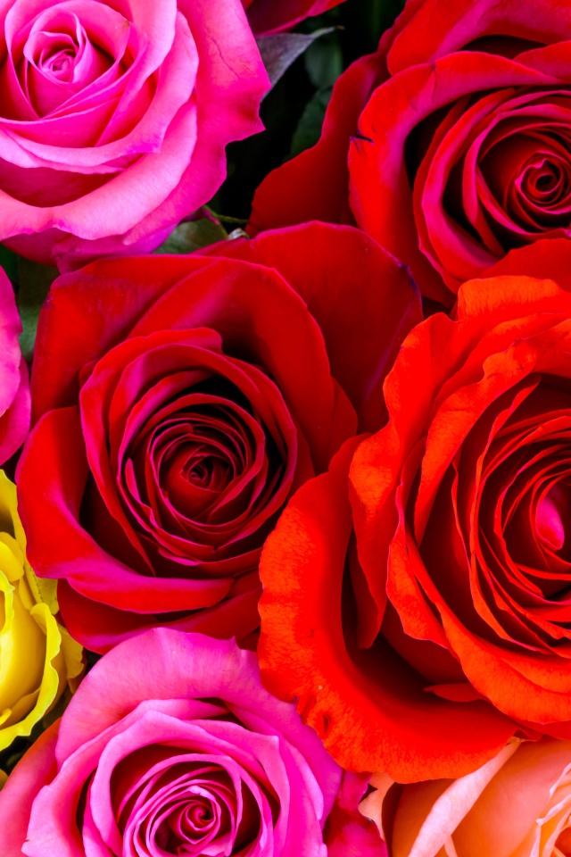 Разноцветные розы крупным планом