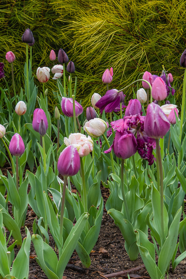 Разноцветные тюльпаны на клумбе 