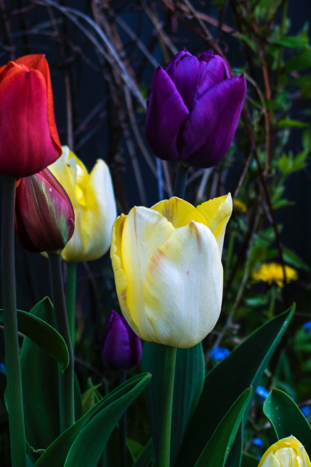 Разноцветные тюльпаны на клумбе крупным планом