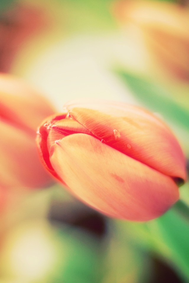 Не распустившиеся тюльпаны крупным планом