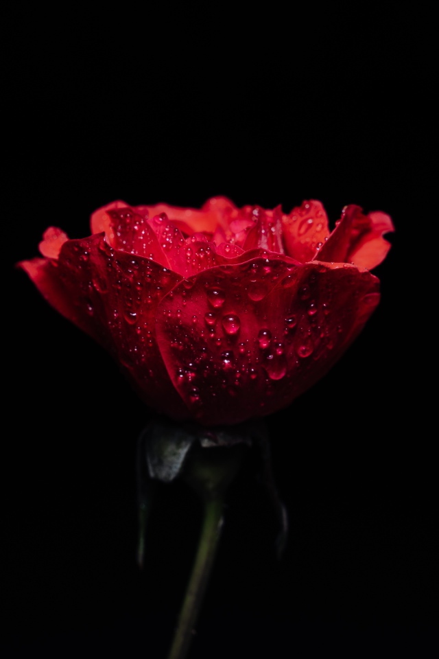 Одна красная роза в каплях воды на черном фоне