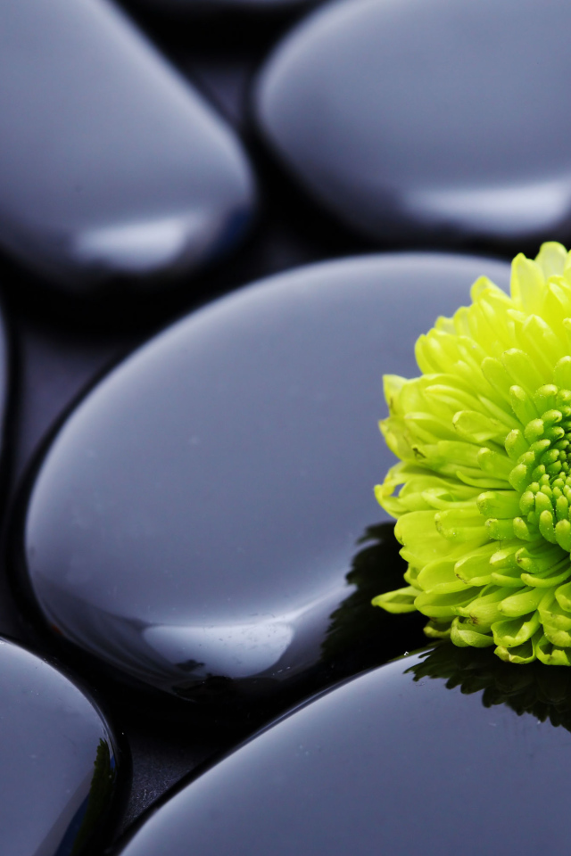 Оранжевый цветок хризантемы на черных камнях 