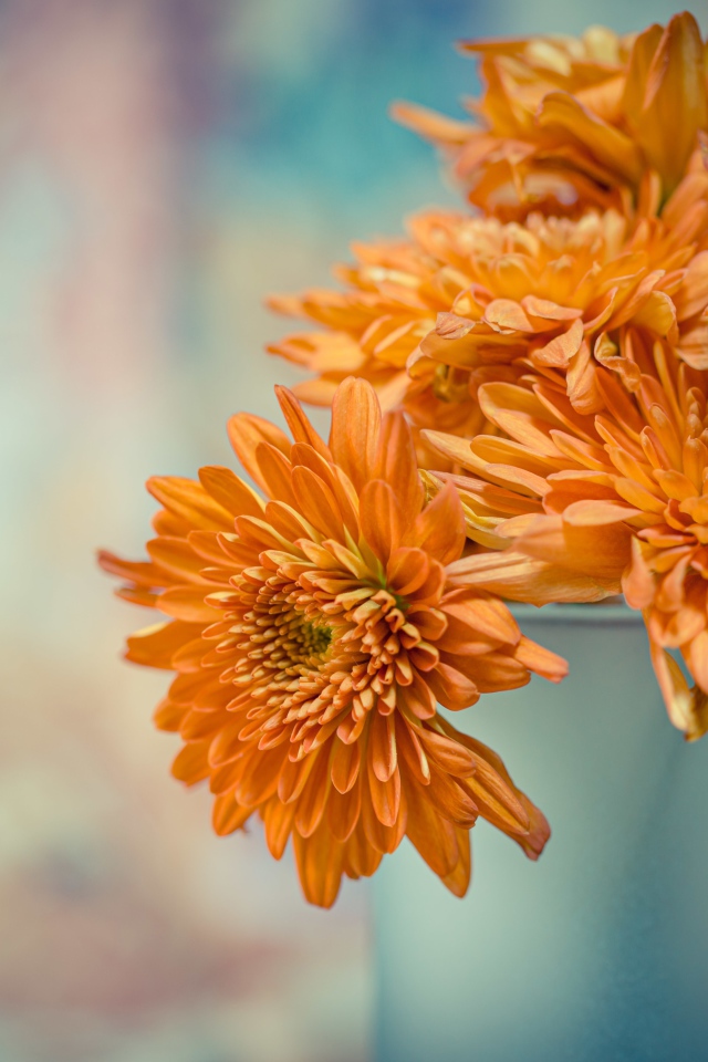 Оранжевые цветы хризантемы в вазе 