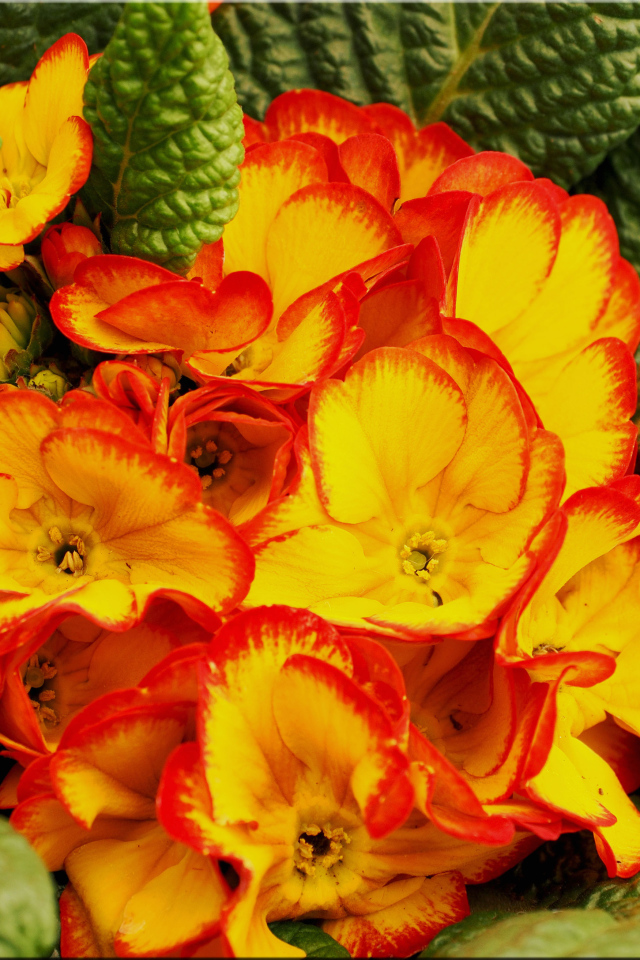 Оранжевый комнатный цветок примула с зелеными листьями