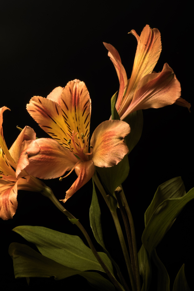 Оранжевые цветы альстромерия на черном фоне