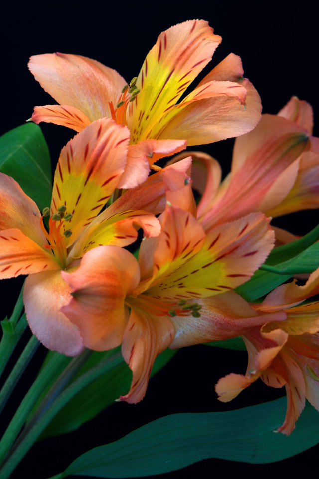 Оранжевые цветы альстромерии на черном фоне 