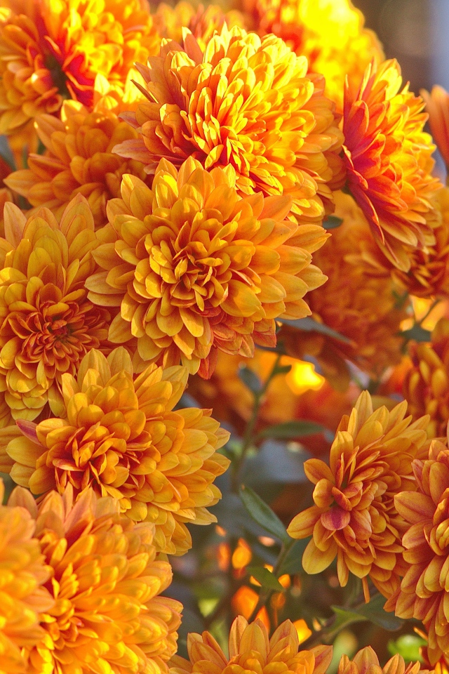 Оранжевые осенние цветы хризантемы крупным планом 