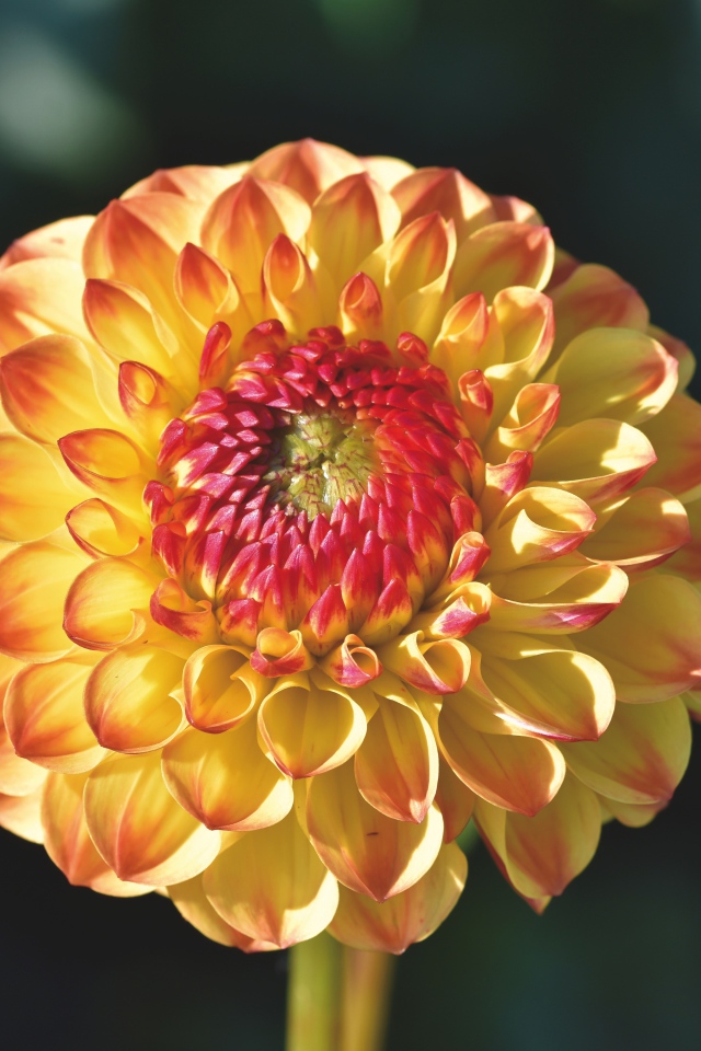 Оранжевый красивый цветок георгины крупным планом