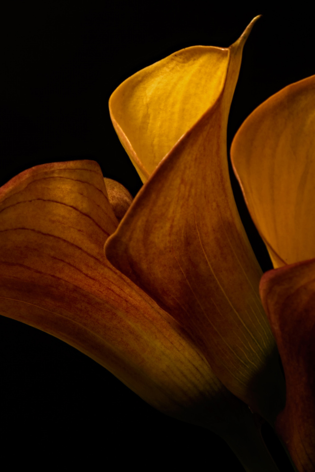 Оранжевые цветы каллы на черном фоне крупным планом