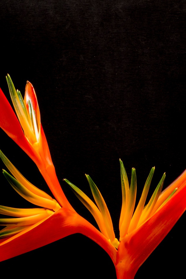 Оранжевый цветок канны на черном фоне