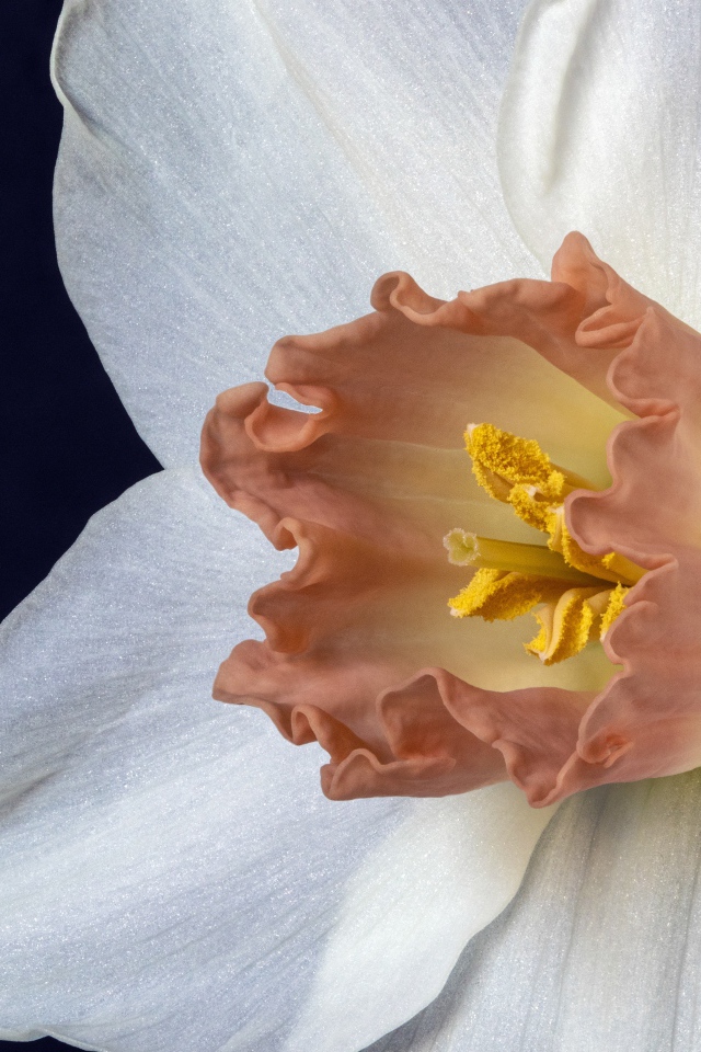 Оранжевая серединка белого нарцисса 