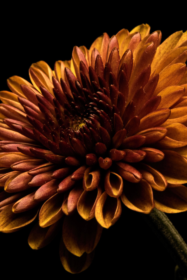 Оранжевый цветок хризантемы на черном фоне крупным планом