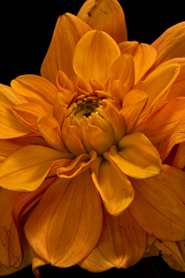 Цветок оранжевой хризантемы на черном фоне крупным планом