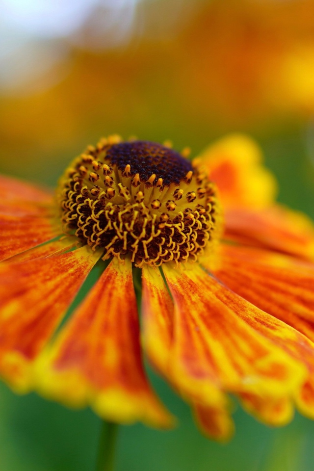 Оранжевый цветок Гелениум крупным планом