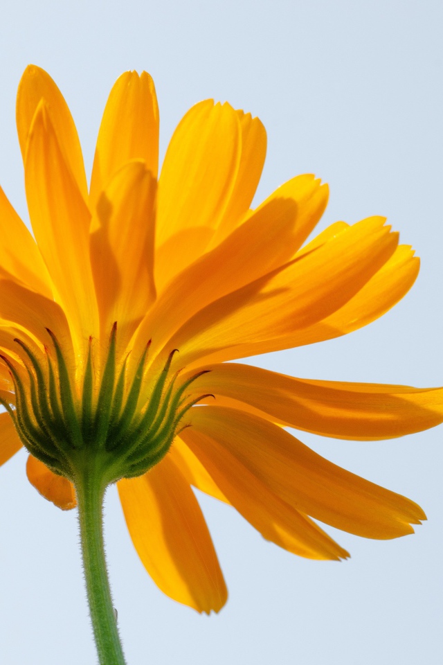 Оранжевый цветок ноготки на сером фоне 