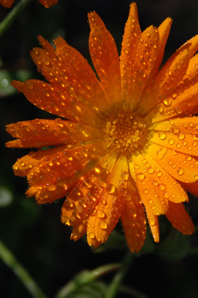 Оранжевый цветок календула в каплях росы