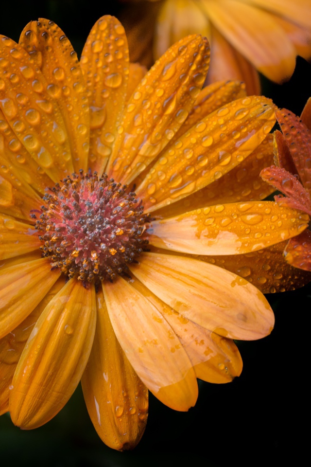 Оранжевые цветы в каплях росы на черном фоне