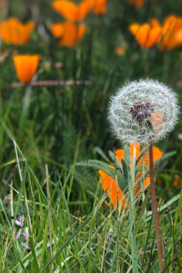 Оранжевые цветы эшшольции с белым одуванчиком