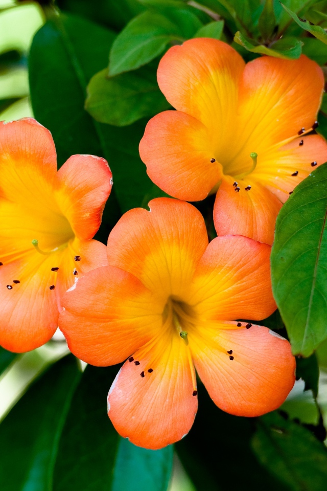 Оранжевые цветы с зеленых листьях на дереве 