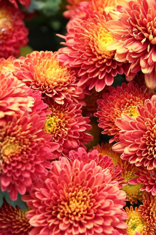 Оранжевые пушистые хризантемы крупным планом