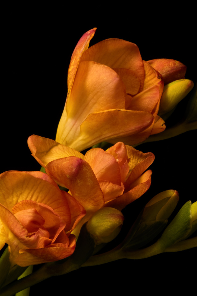 Оранжевые цветы Фрезия с бутонами на черном фоне