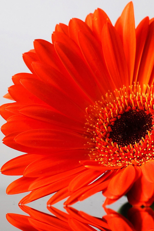 Оранжевый цветок герберы отражается в поверхности стола