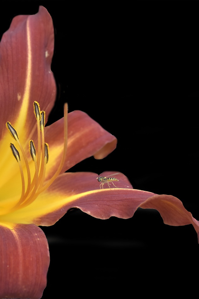 Оранжевый цветок лилии на черном фоне