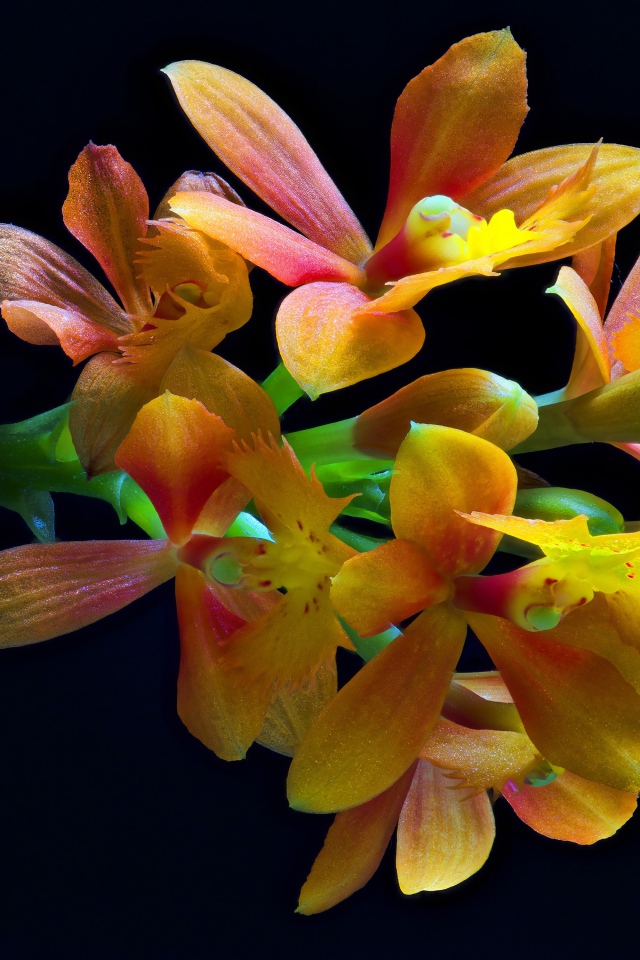 Оранжевые цветы орхидеи на черном фоне крупным планом