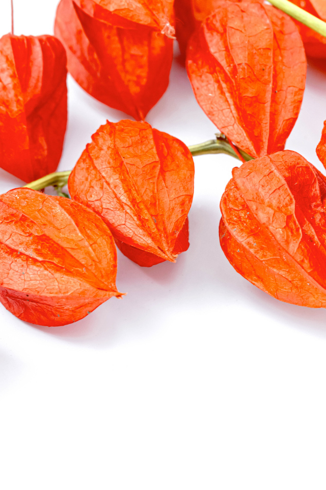 Оранжевые цветы физалиса на белом фоне 