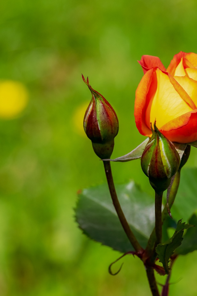 Оранжевый цветок розы в двумя бутонами на зеленом фоне