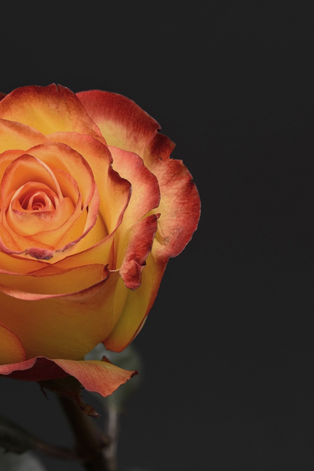 Оранжевая роза на сером фоне