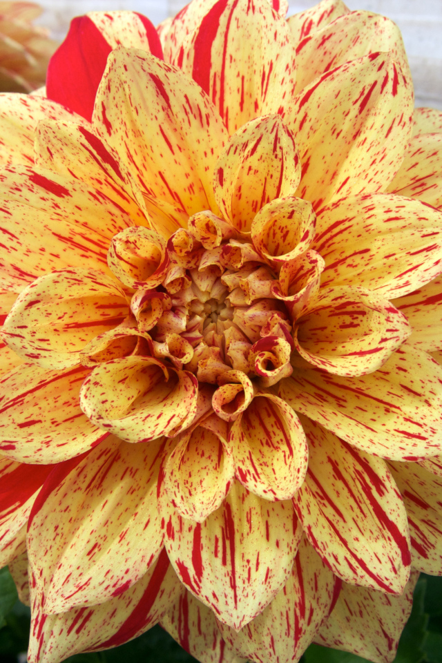 Оранжевая пятнистая георгина на клумбе 