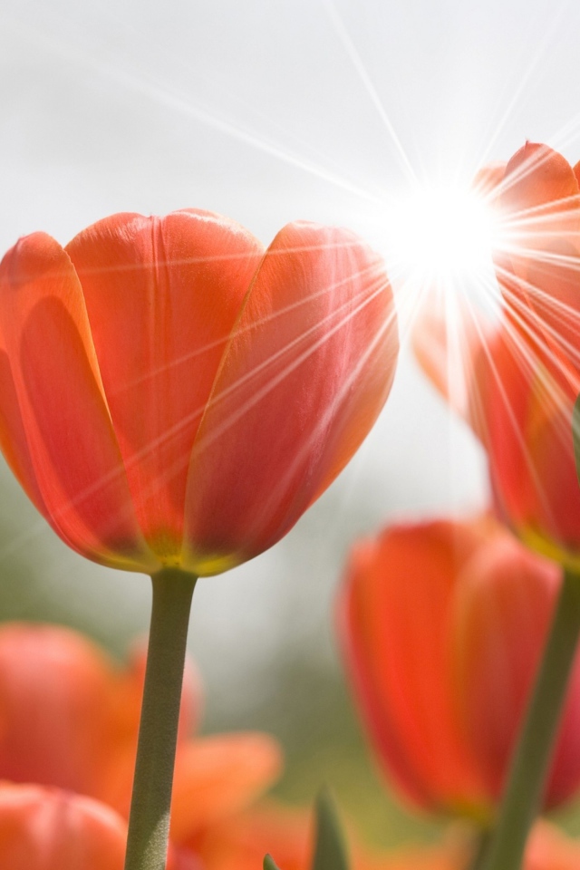 Оранжевые цветы тюльпана в лучах солнца 