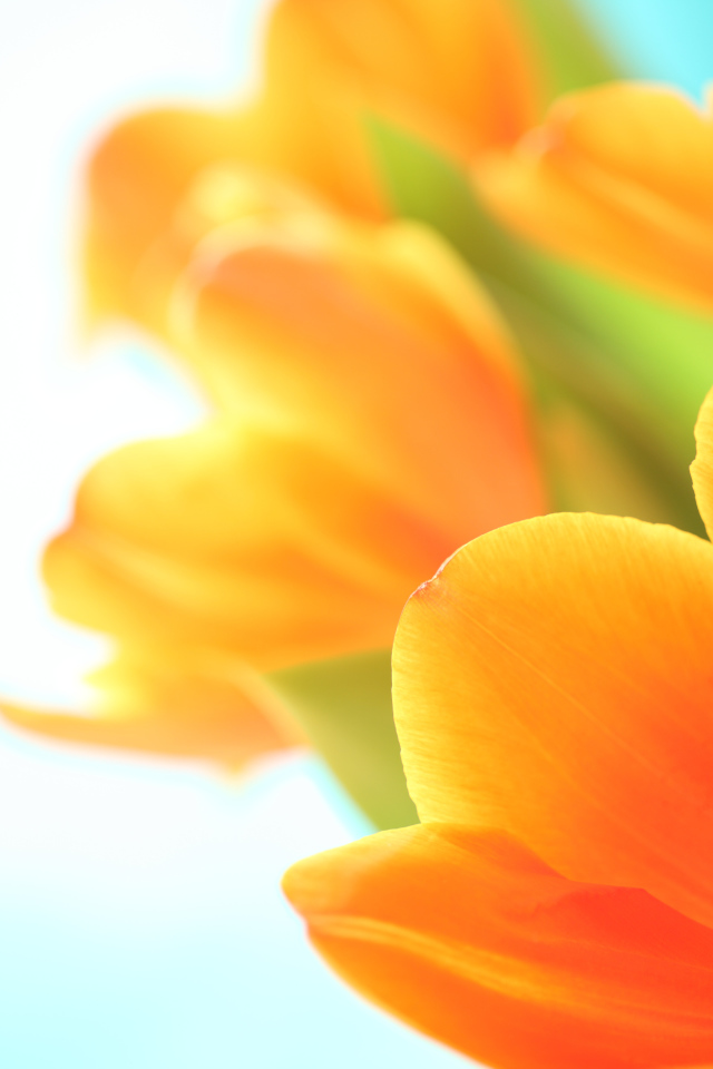 Оранжевый тюльпан на белом фоне крупным планом