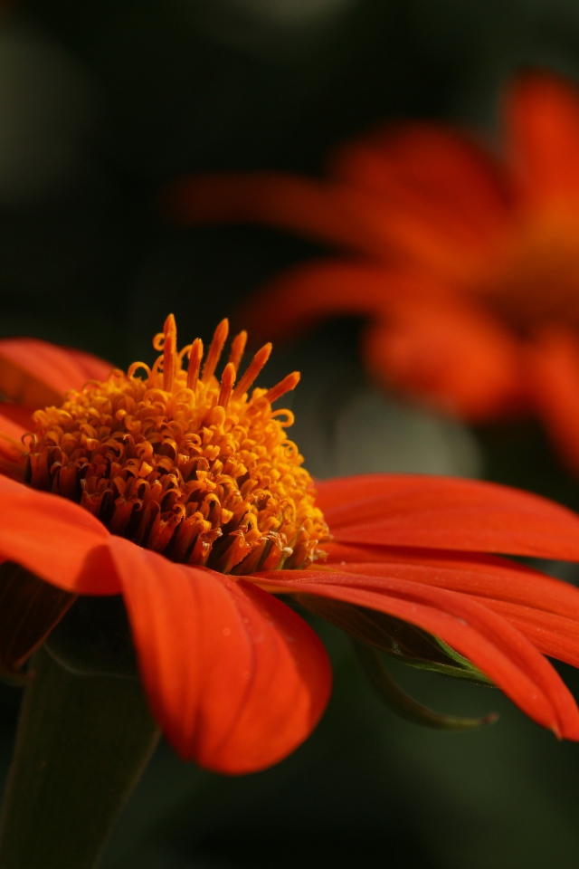 Оранжевый цветок цинния крупным планом