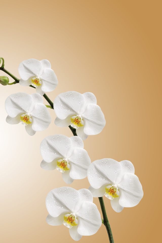 Ветка орхидеи с белыми цветами и бутонами