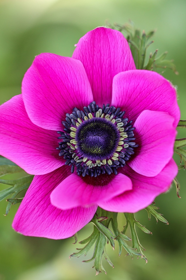 Розовый цветок анемоны крупным планом