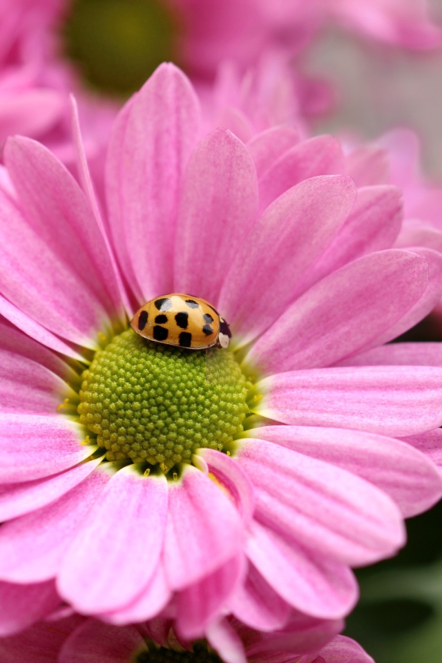 Розовый цветок хризантемы с божьей коровкой