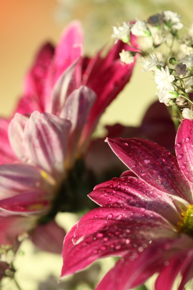 Розовые цветы хризантемы с белыми цветами