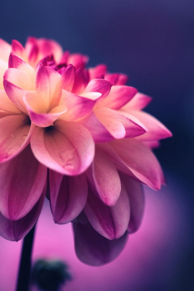 Розовый цветок георгина крупным планом