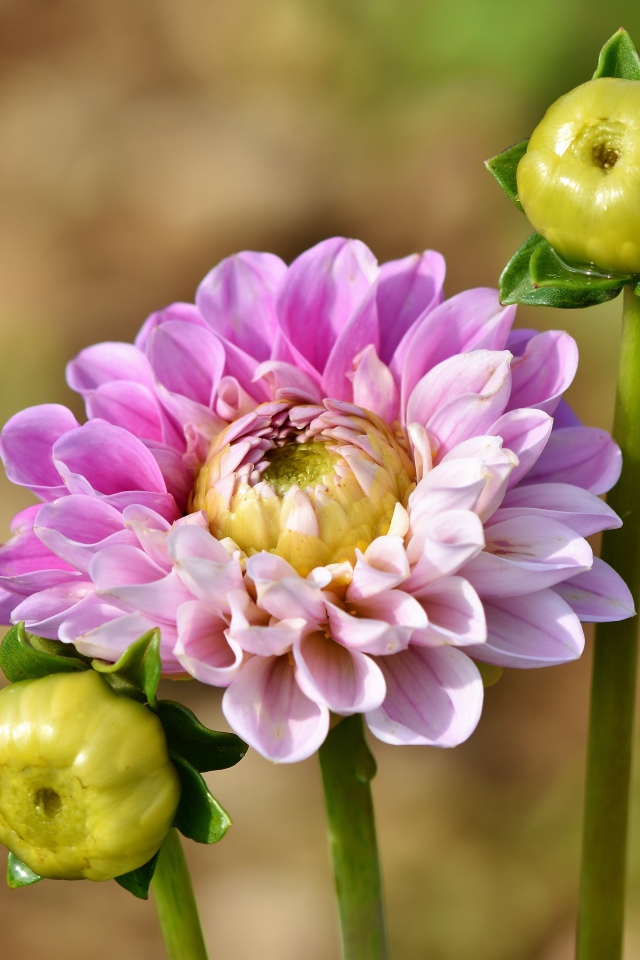 Розовый цветок георгины с двумя бутонами