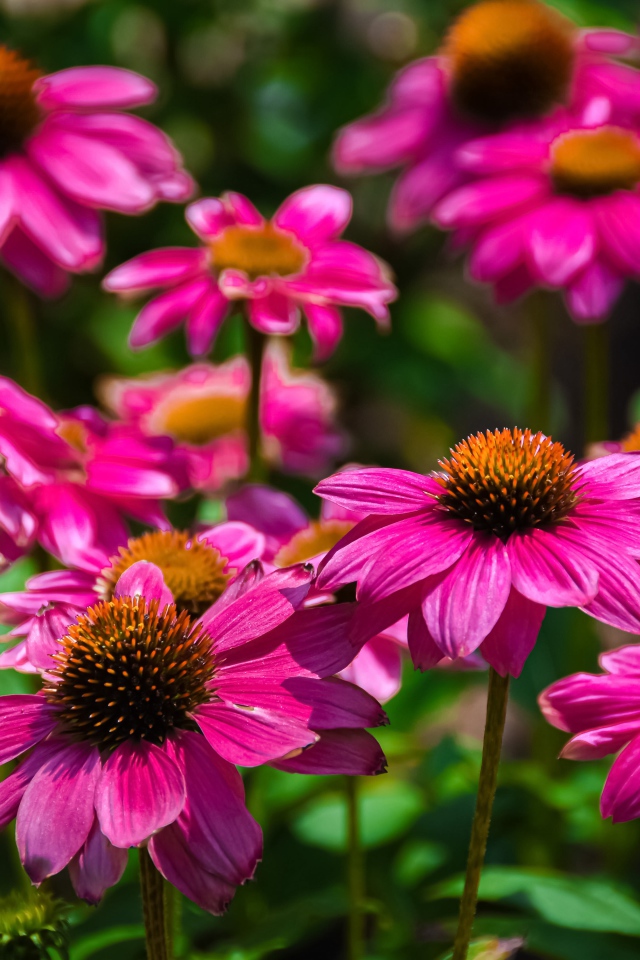 Розовые цветы эхинацеи крупным планом на клумбе 