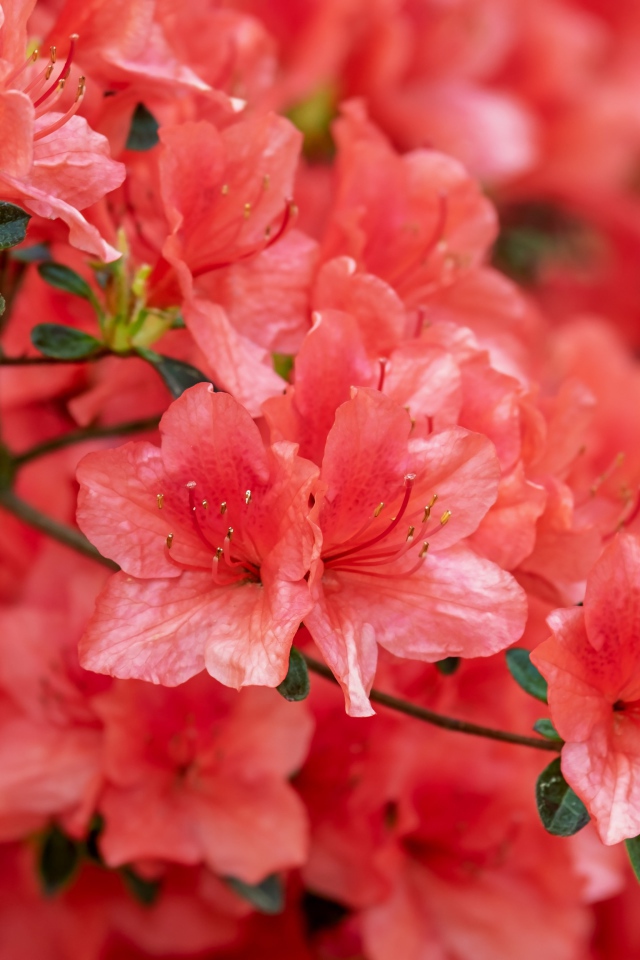 Розовые цветы рододендрон крупным планом