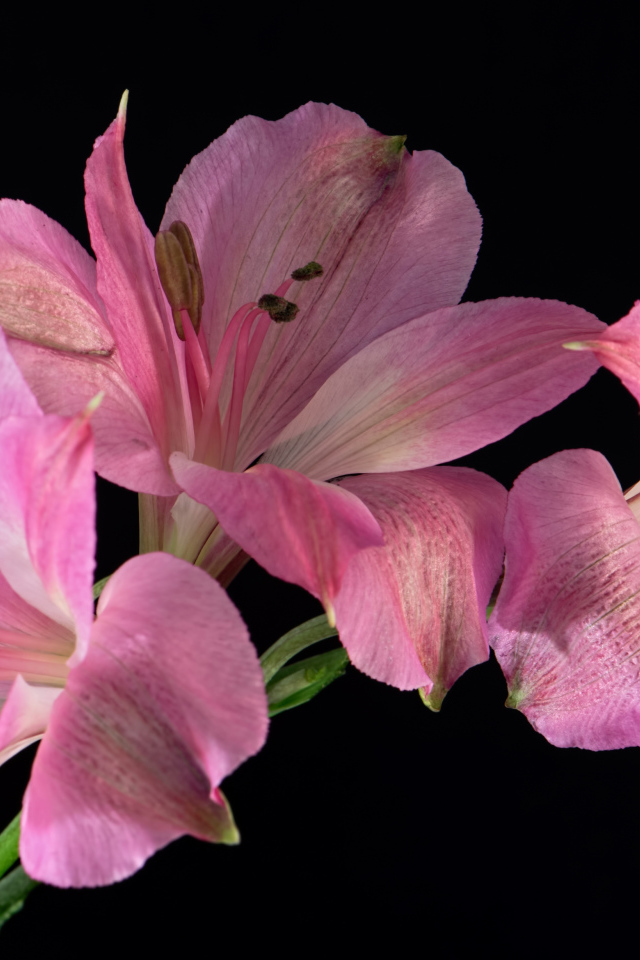 Розовые цветы альстромерия на черном фоне